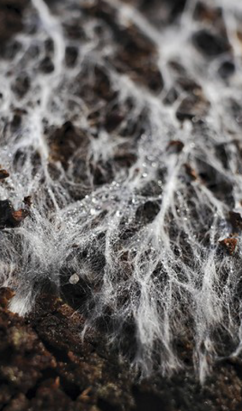 El Poder del Micelio: Biomaterial del Futuro