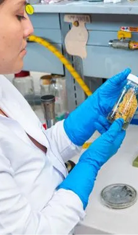 Técnicas del cultivo de micelio y producción de setas comeestibles y medicinales