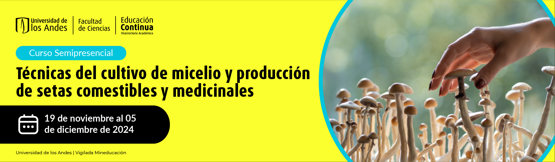 Técnicas del cultivo de micelio y producción de setas comestibles y medicinales