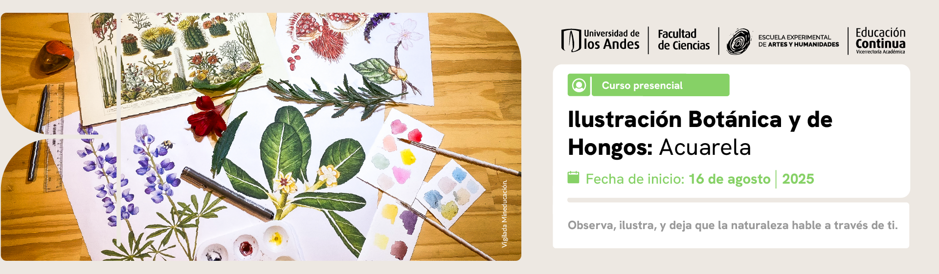 Curso Ilustración botánica y de hongos: acuarela