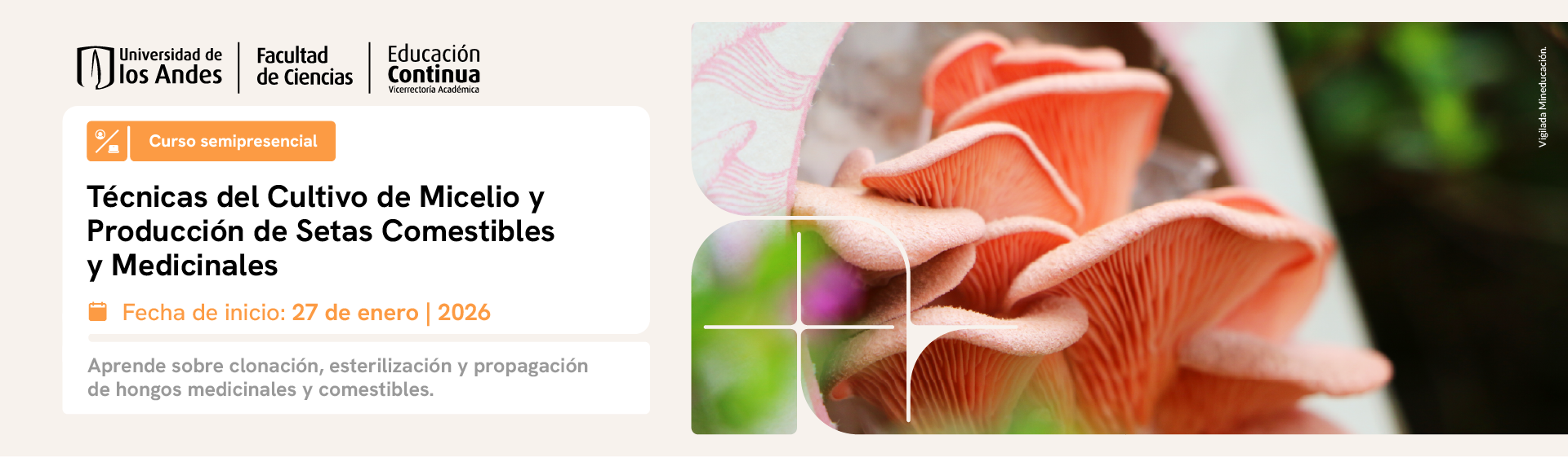 tecnicas-del-cultivo-de-micelio-y-produccion-de-setas-comestibles-y-medicinales