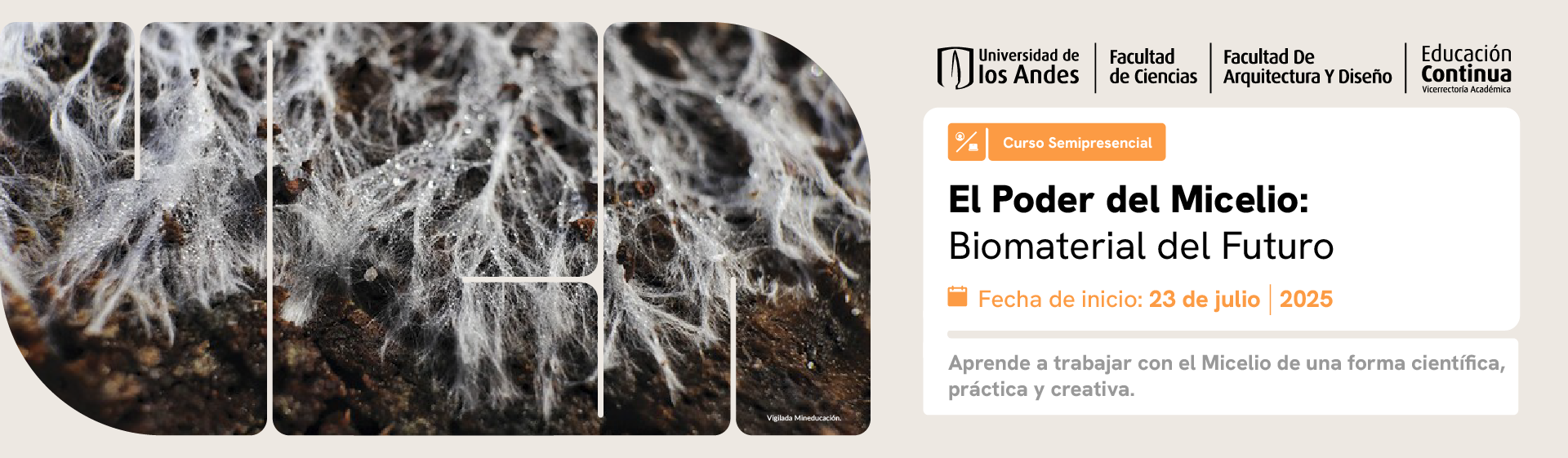 El Poder del Micelio: Biomaterial del Futuro