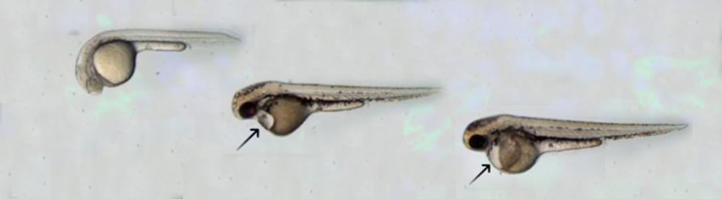 Laboratorio de Biología del Desarrollo - Uniandes