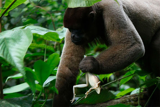 Laboratorio de Ecología de Bosques Tropicales y Primatología - Uniandes