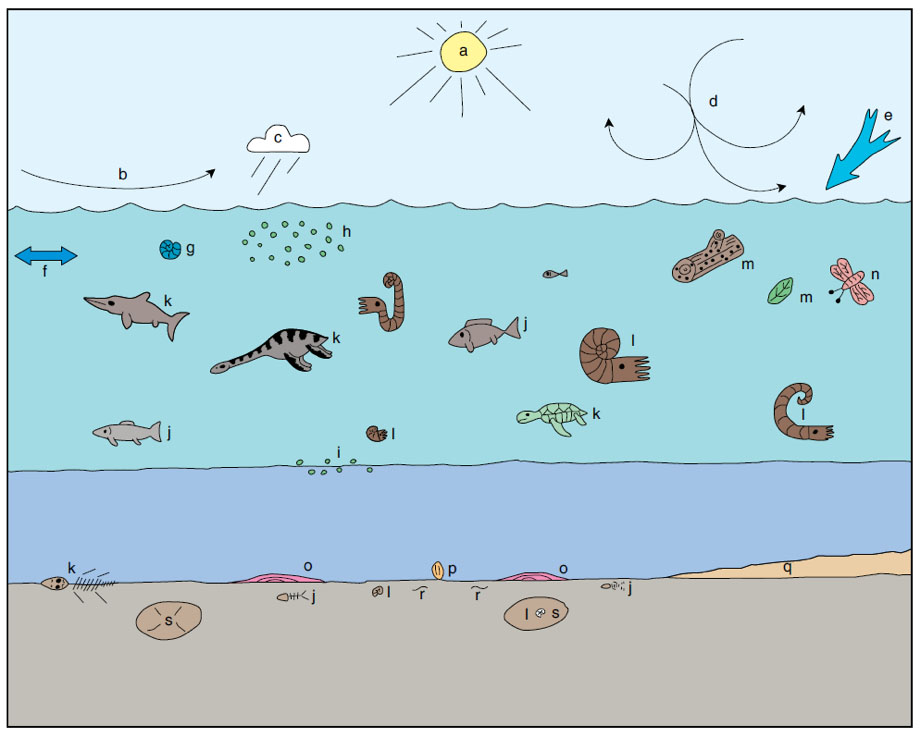 Paleontología Geociencias - Uniandes