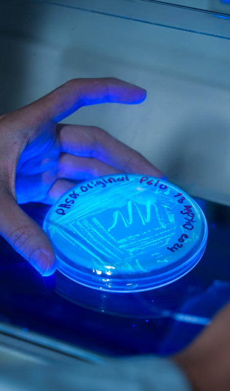 Dominando CRISPR-Cas: De la Teoría a la Práctica en Edición Genética