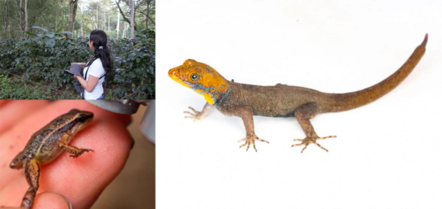 Los anfibios y reptiles en el cafetal